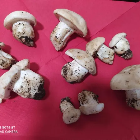 Massia Gasset